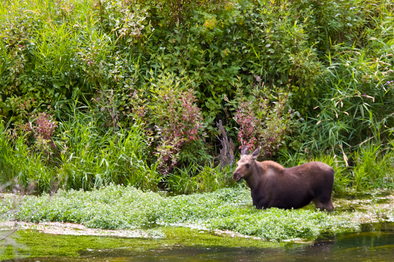 Moose In Shallows Of Snake River